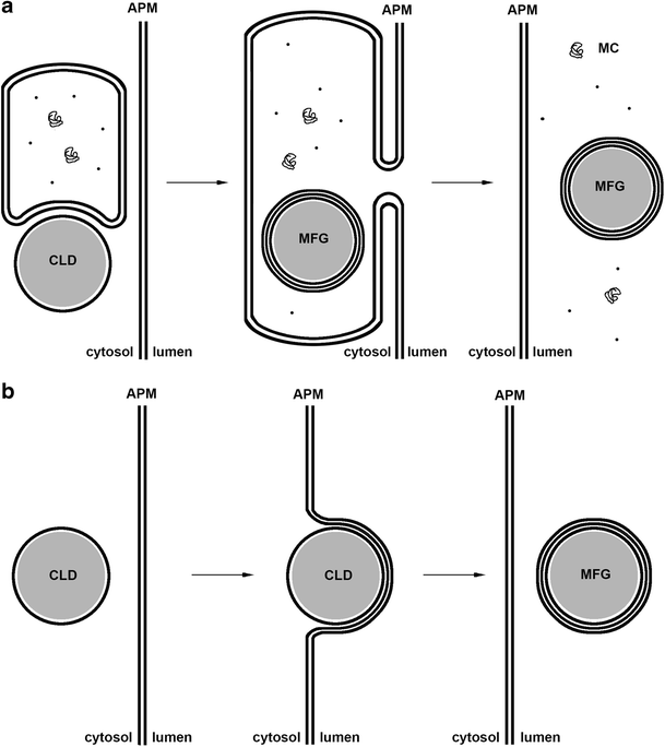 Biosynthesis and secretion of milk diseases