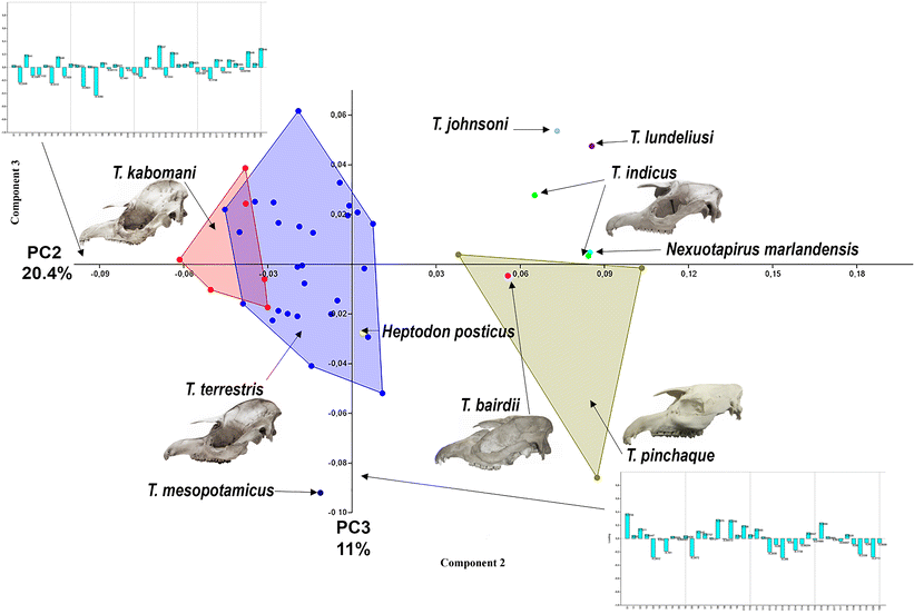 Cranial Geometric Morphometric Analysis Of The Genus Tapirus