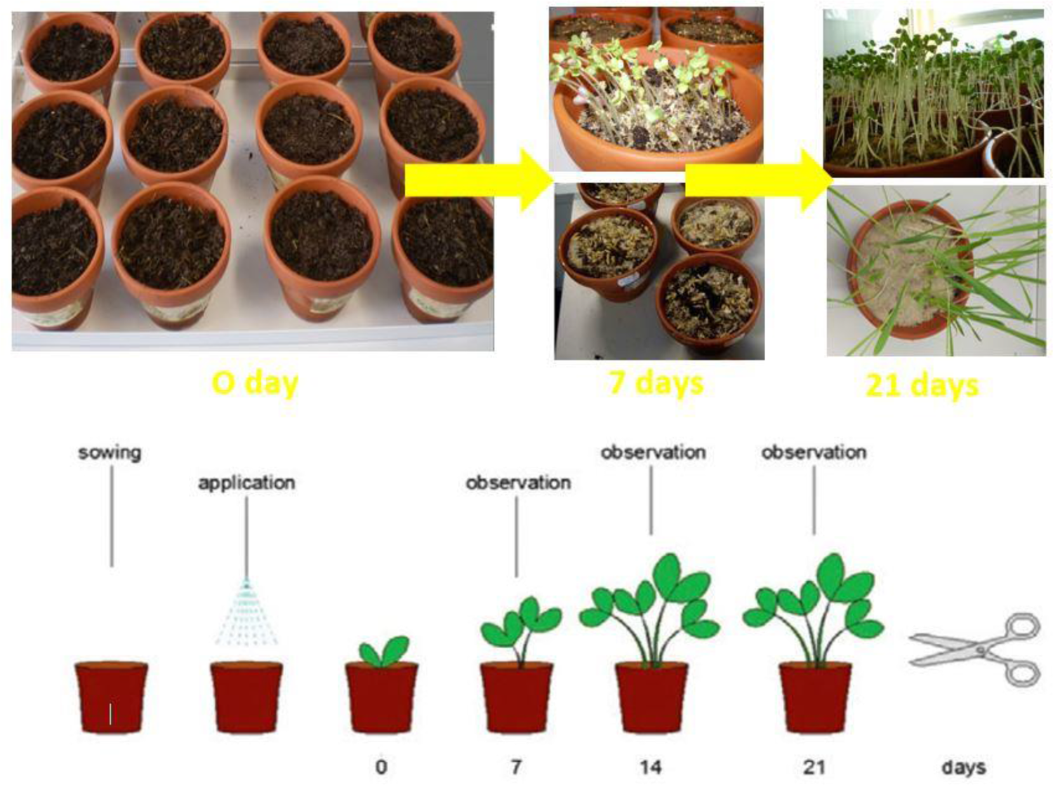 Experimental Biodegradable Traffic >> Biodegradation Disintegration Of Selected Range Of Polymers Impact Experimental Biodegradable Traffic >> Biodegradation Disintegration Of Selected Range Of Polymers Impact