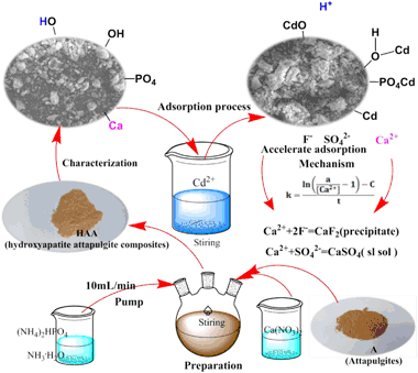 The Dynamics And Adsorption Of Cd Ii Onto Hydroxyapatite -
