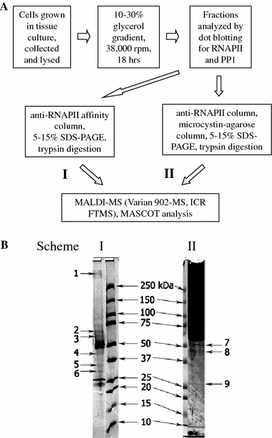 Mass Spectrometry And Biochemical Analysis Of Rna Polymerase Ii Targeting By Protein Phosphatase 1 Springerlink