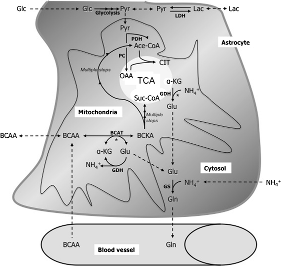 Role of branched chain amino acids in cerebral ammonia homeostasis