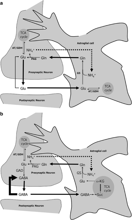 Role of branched chain amino acids in cerebral ammonia homeostasis