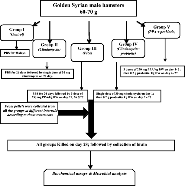 Probiotic Therapy Alleviates Autism >> Probiotic Treatment Reduces The Autistic Like Excitation Inhibition Probiotic Therapy Alleviates Autism >> Probiotic Treatment Reduces The Autistic Like Excitation Inhibition