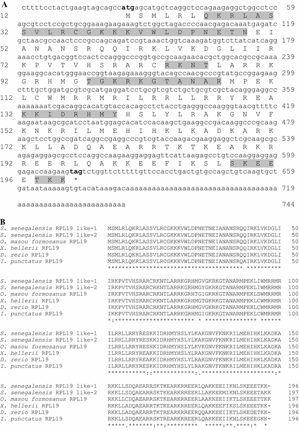 The Ribosomal Protein L19 Mrna Is Induced By Copper Exposure In