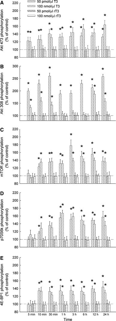 Administration Of Triiodo L Thyronine Into Dorsa L Hippocampus A Lters Phosphory Lation Of Akt Mamma Lian Target Of Rapamycin P70s6 Kinase And 4e Bp1 In Rats Springerlink