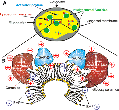Biological Function of the Cellular Lipid BMP—BMP as a Key Activator