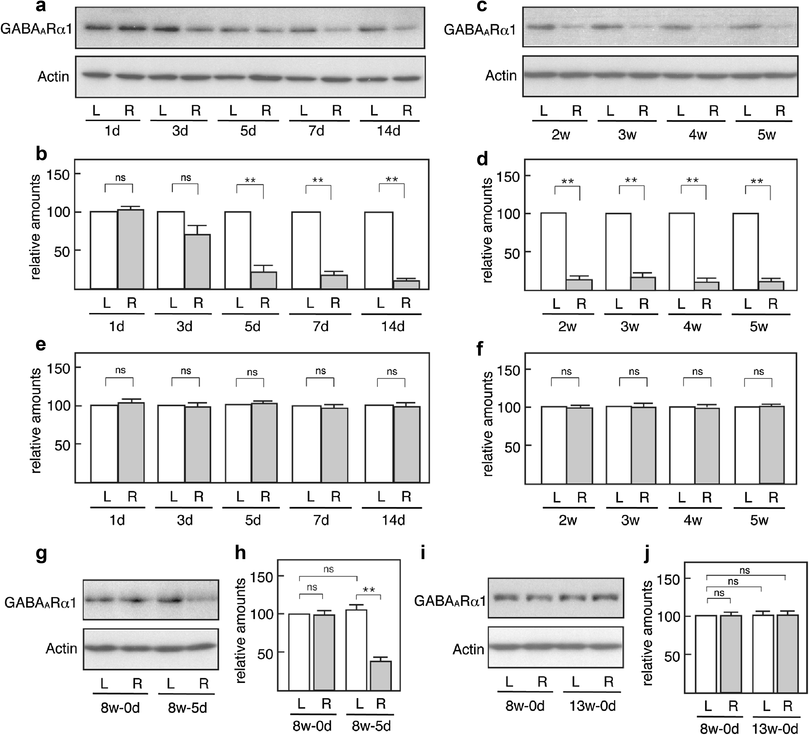 response of the gabaergic system to axotomy of the rat facial nerve open image in new window