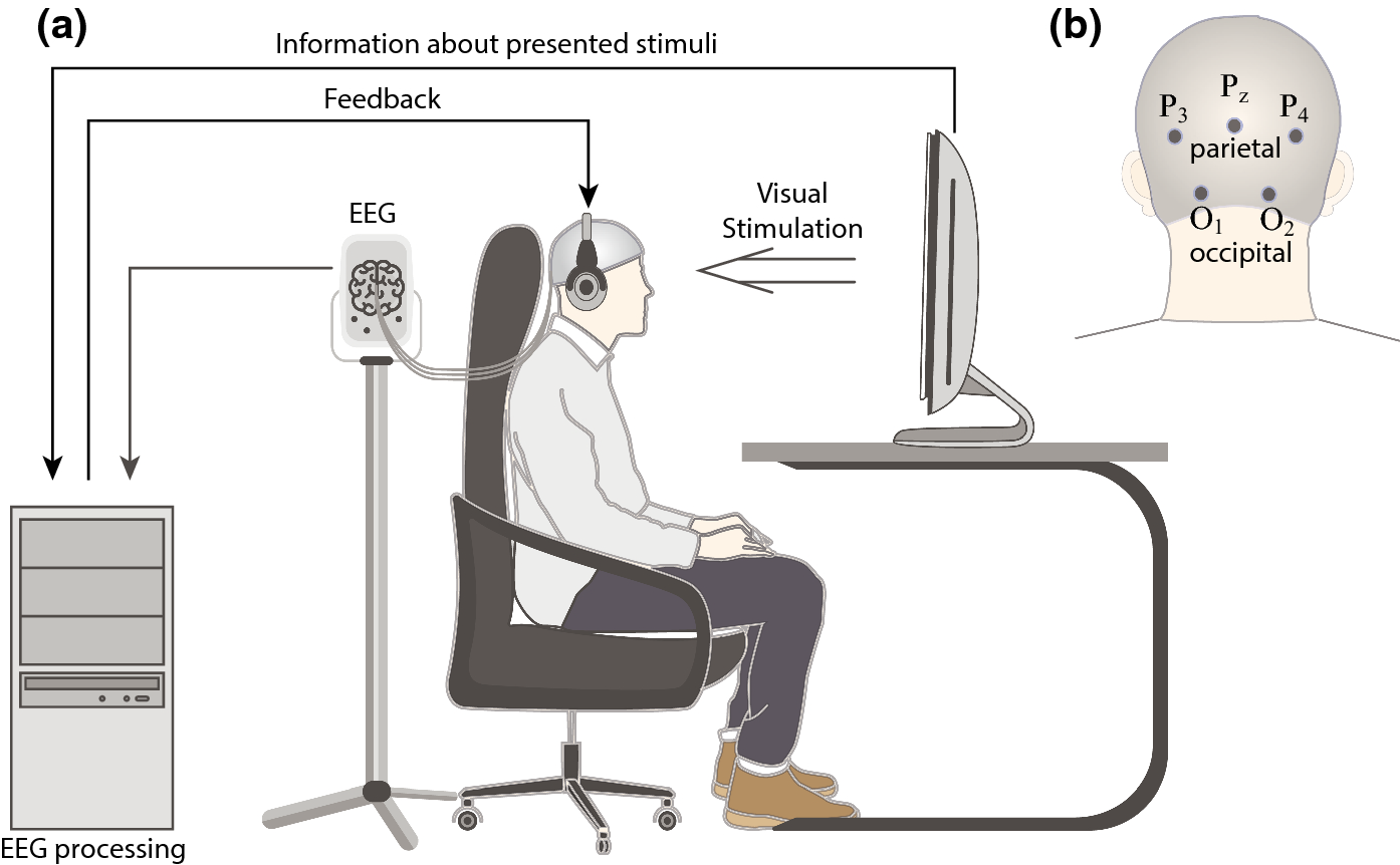 Nonlinear Effect Of Biological Feedback On Brain Attentional