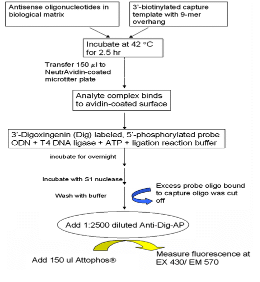 A Specific HybridizationBased ELISA Assay for the