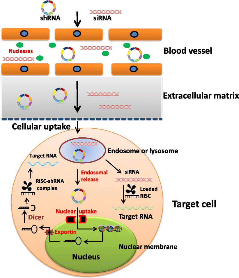 subcellular fate and off target effects of sirna shrna and sirna vs mirna