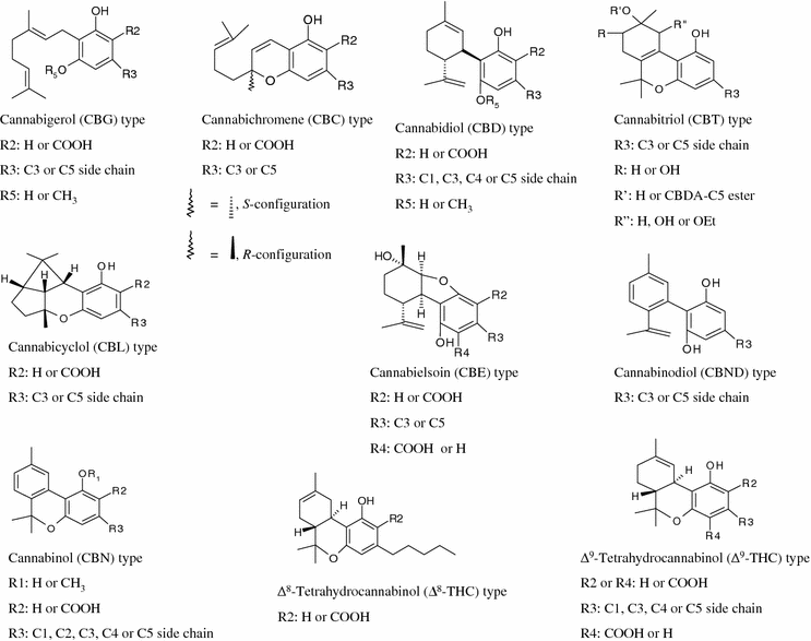 secondary metabolism in cannabis springerlink