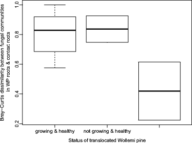 conservation by translocation establishment of wollemi pine and