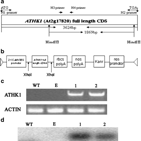 Enhanced Tolerance To Water Deficit And Salinity Stress In