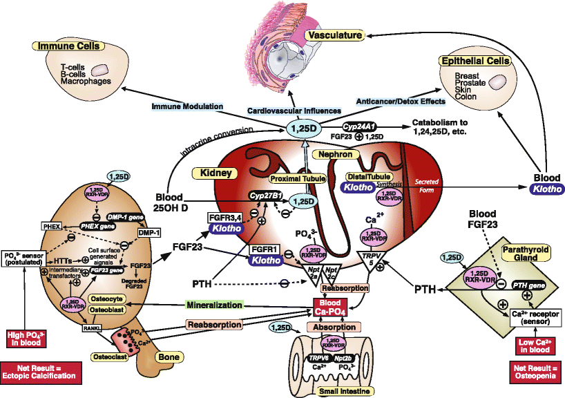 The role of vitamin D in the FGF23, klotho, and phosphate bonekidney endocrine axis SpringerLink