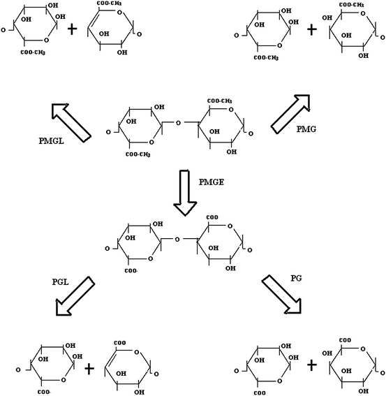Microbial pectinase sources, characterization and applications