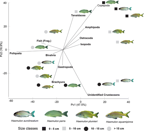 Ontogenetic diet changes and food partitioning of Haemulon spp. coral ...