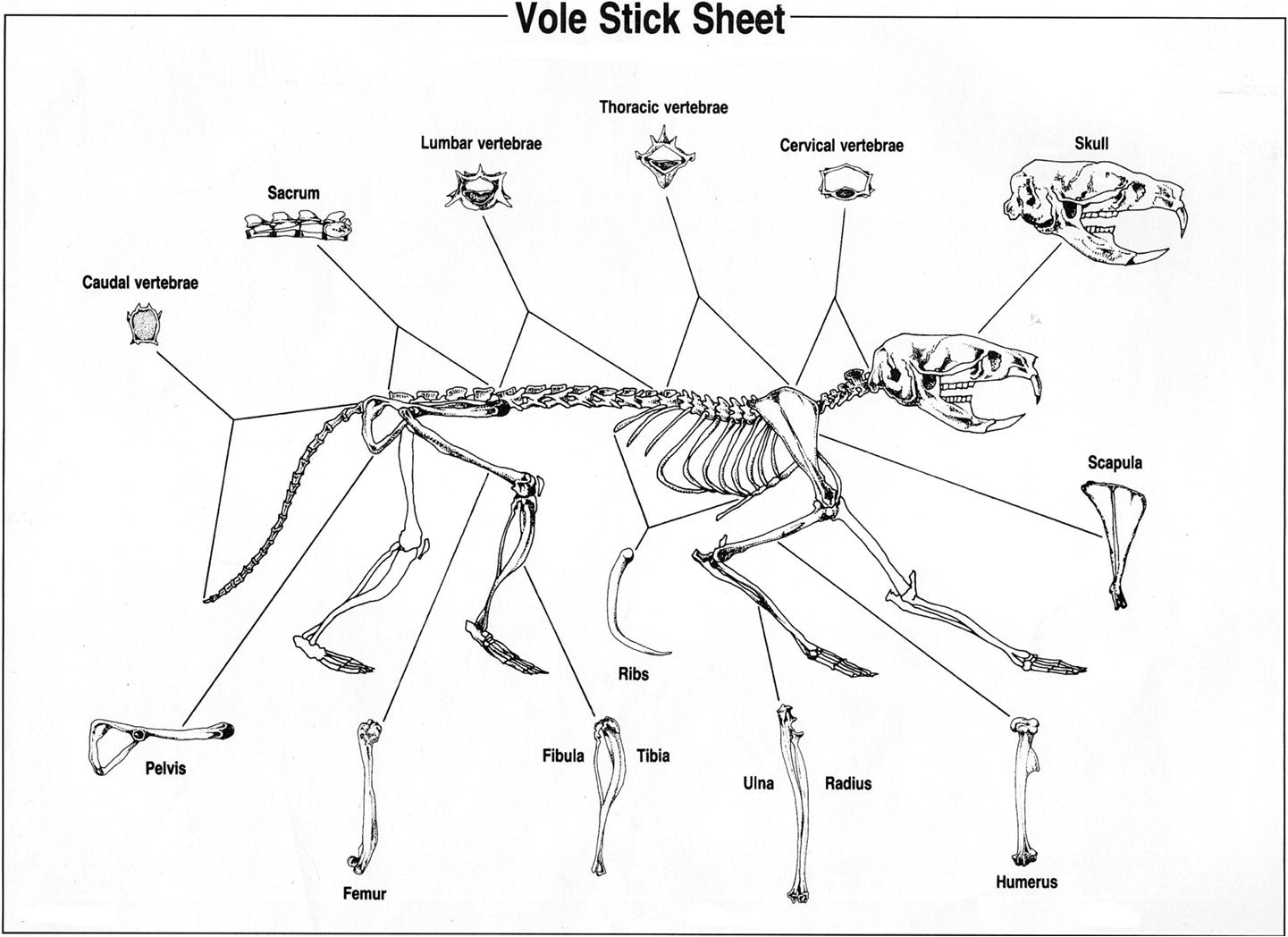 Owl Pellet Skeleton Reconstruction Chart