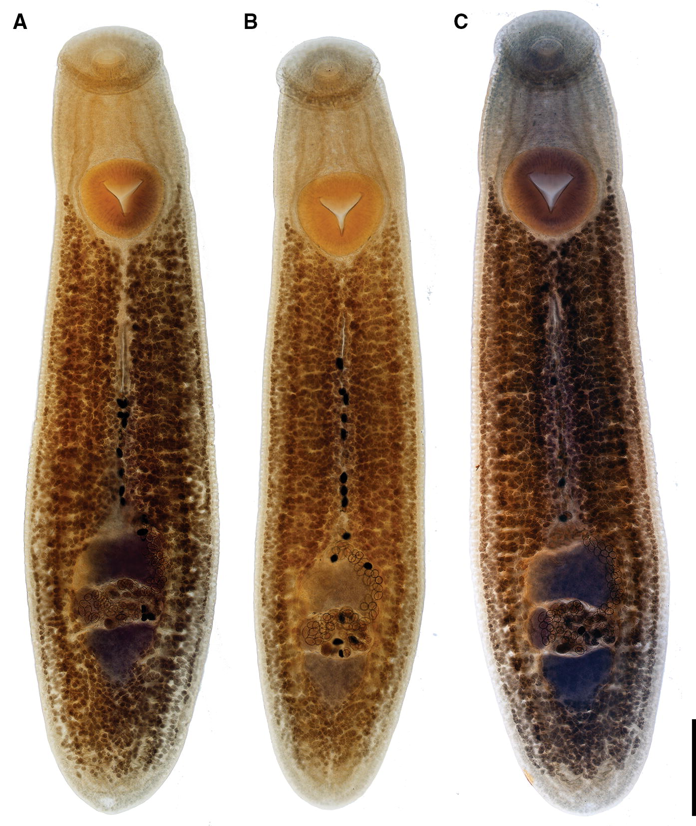 clinostomum poteae n sp