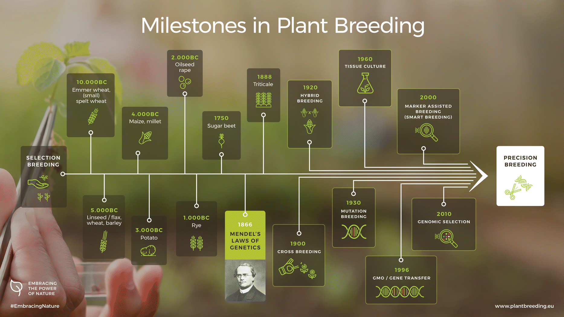 What Is The Role Of Plant Breeding