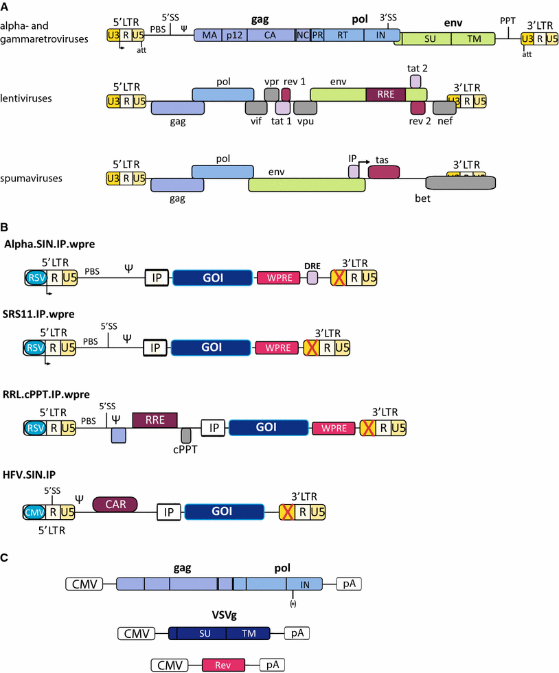 The retroviral vector family: something for everyone | SpringerLink
