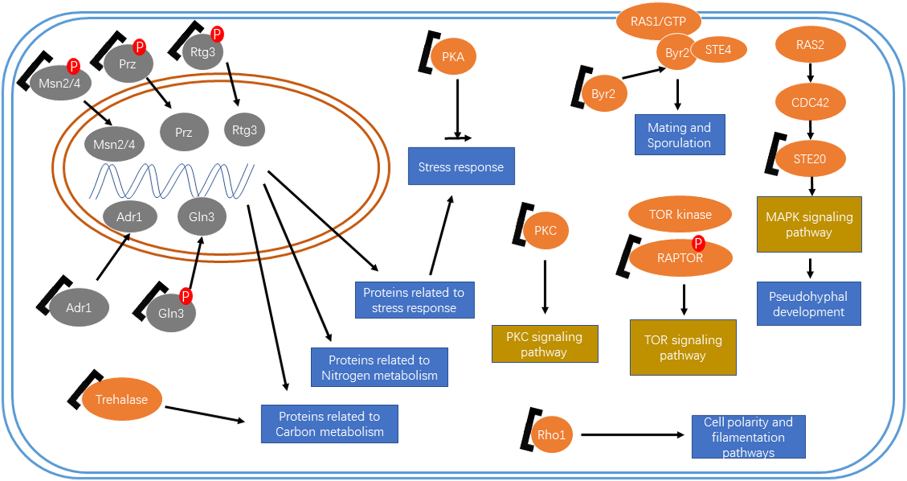 14 3 3 Proteins A Window For A Deeper Understanding Of
