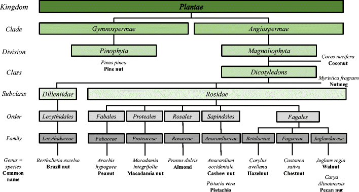 Nut Families Chart