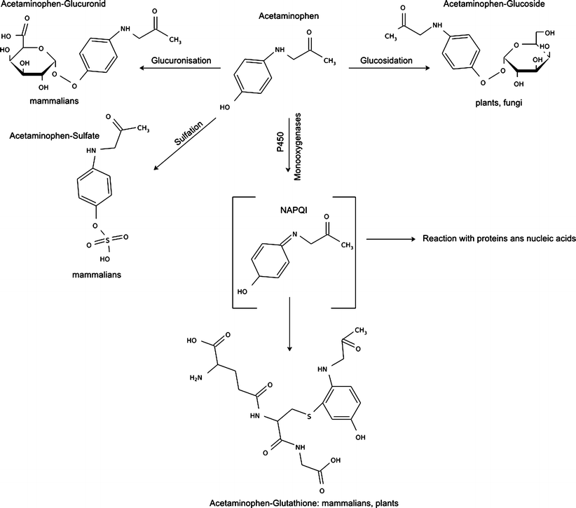 Metabolism of acetaminophen (paracetamol) in plants—two independent