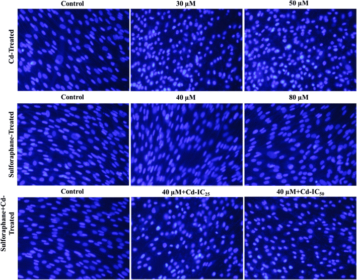 Assessment Of Sulforaphane Induced Protective Mechanisms Against Cadmium Toxicity In Human Mesenchymal Stem Cells Springerlink