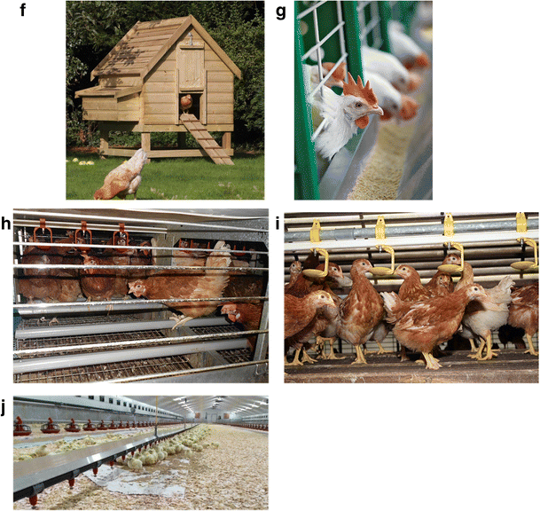 Ammonia Production In Poultry Houses Can Affect Health Of Humans