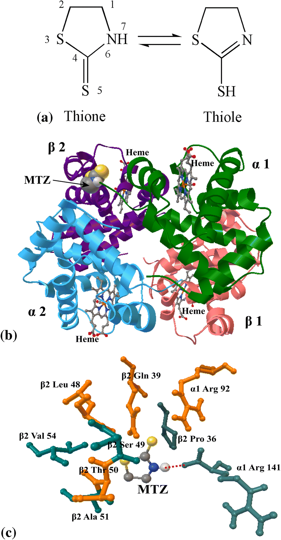 A Biophysical Probe On The Binding Of 2 Mercaptothioazoline - 