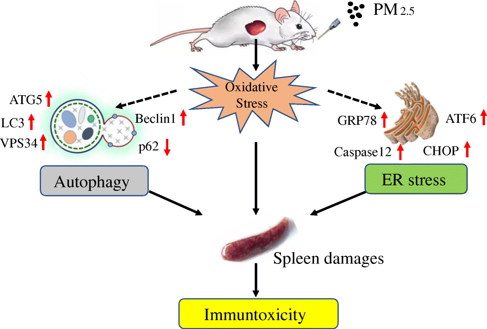 The potential immunotoxicity of fine particulate matter based on SD rat