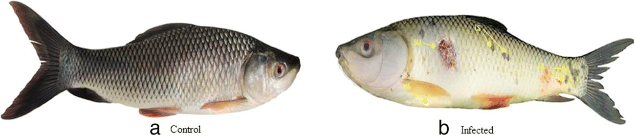 Efficacy Of Andrographis Paniculata Supplements Induce A Non
