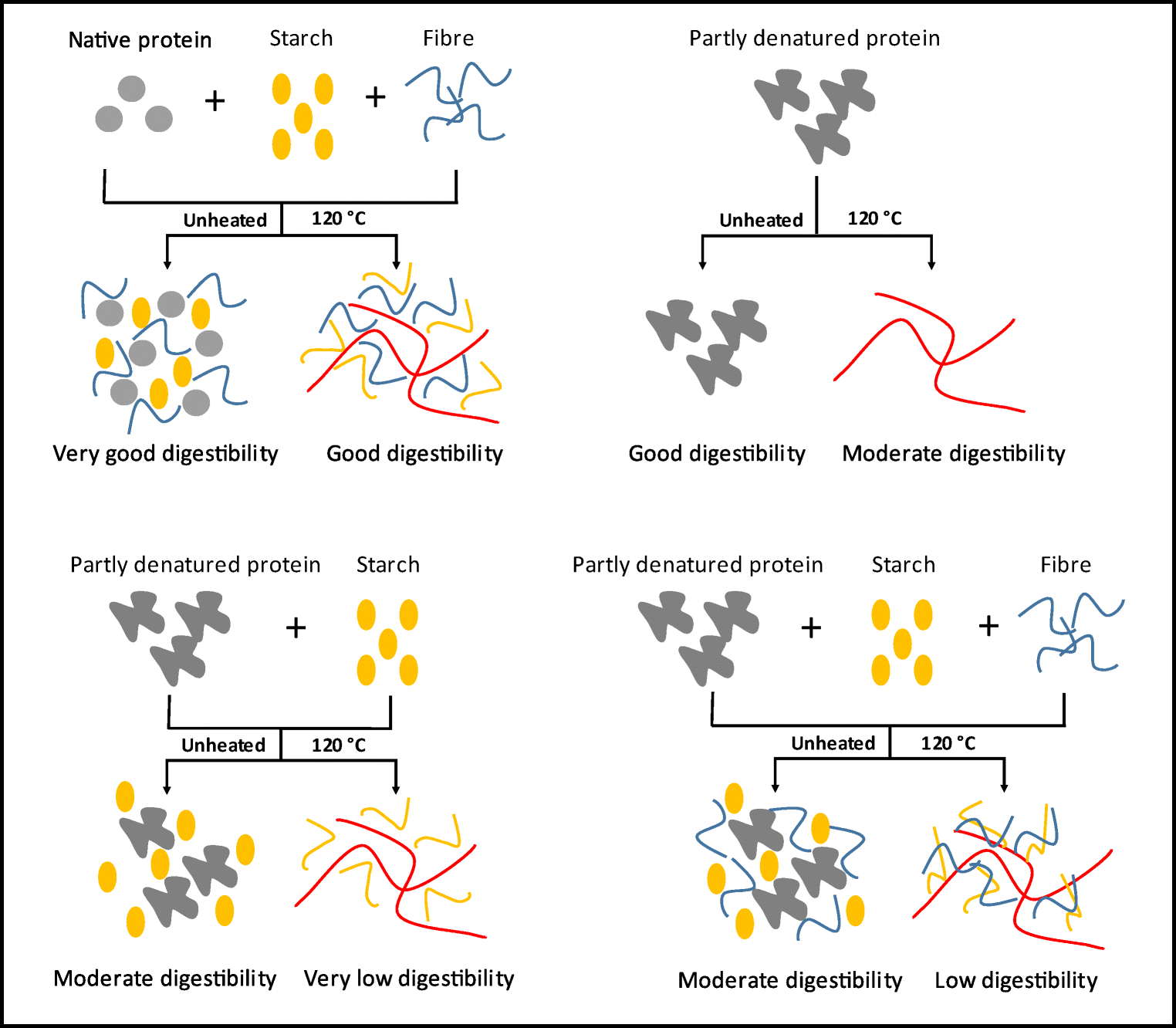 The Influence of Starch and Fibre on In Vitro Protein Digestibility of