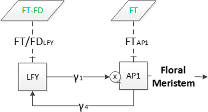 deterministic and stochastic models of arabidopsis thaliana deterministic models