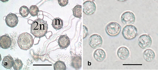 Factors affecting somatic embryogenesis in anther cultures of Chinese
