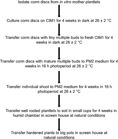 Plant Tissue Culture Flow Chart