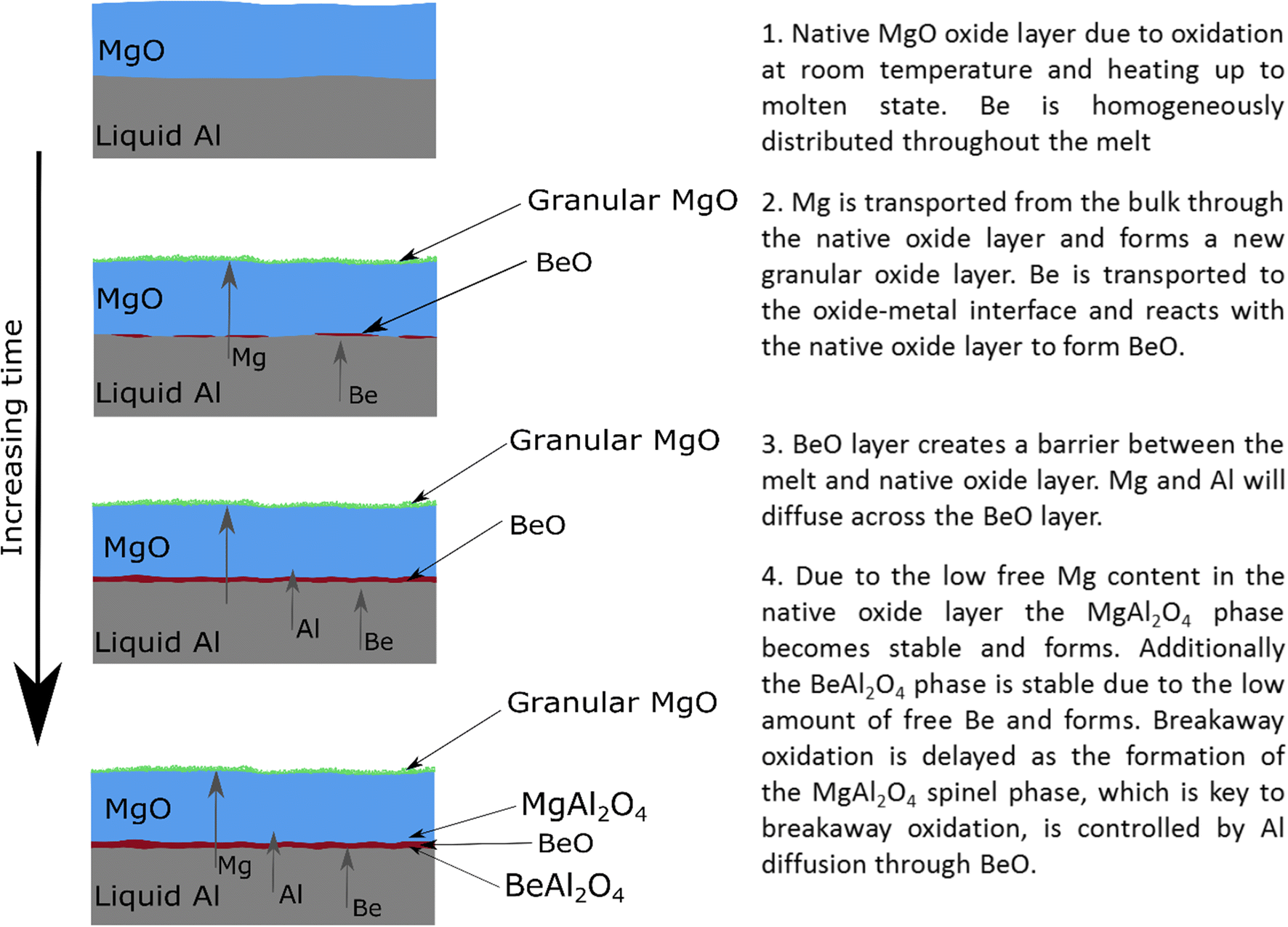 The Mechanism Behind the Oxidation Protection of High Mg Al Alloys with