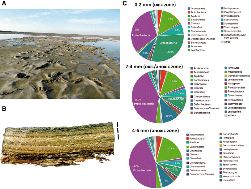 From The Cell To The Ecosystem The Physiological Evolution - 