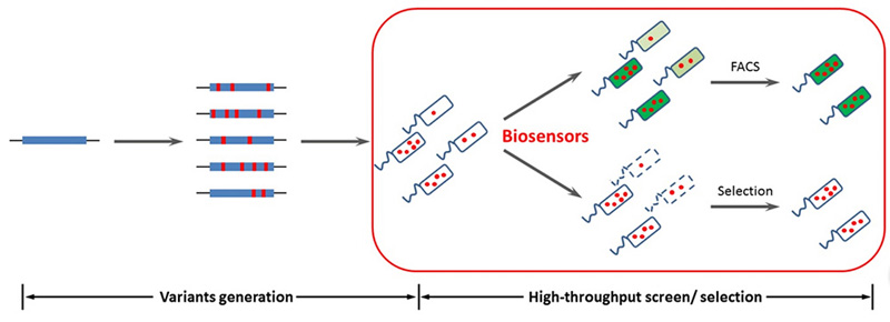 molekule review 2017 analysis this review summarizes the recent developments in design and applications of biosensors for smallmolecule products genetic products design molekule review 2017 analysis this review summarizes the recent developments in design and applications of biosensors for smallmolecule products genetic products design