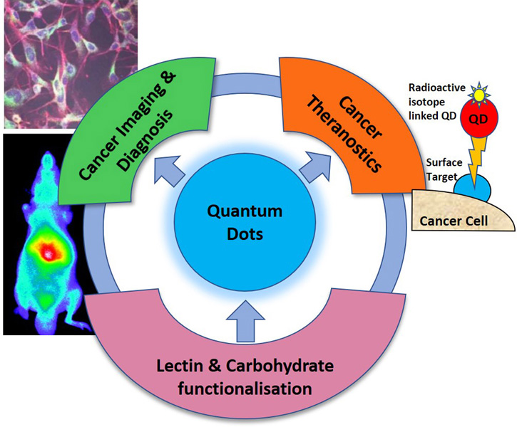 Glycofunctionalised quantum dots and their progress in cancer
