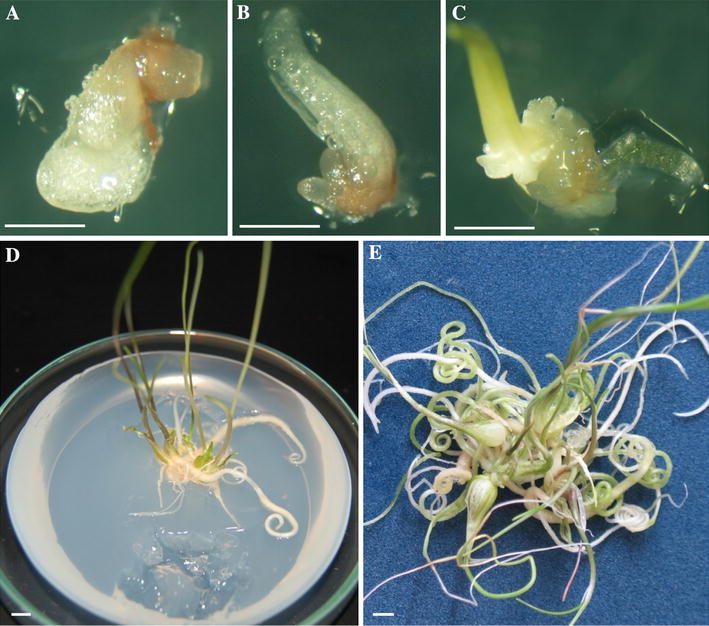 Efficient elimination of virus complex from garlic ( Allium sativum L