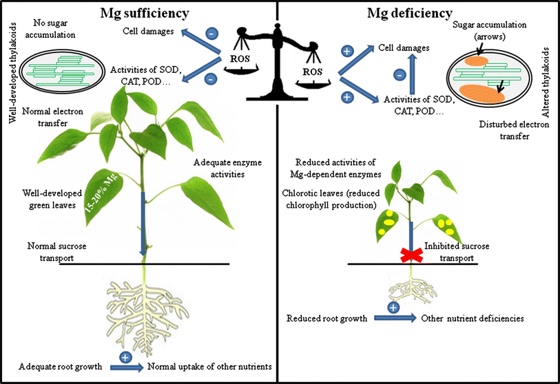 Effects of magnesium deficiency on photosynthesis and carbohydrate