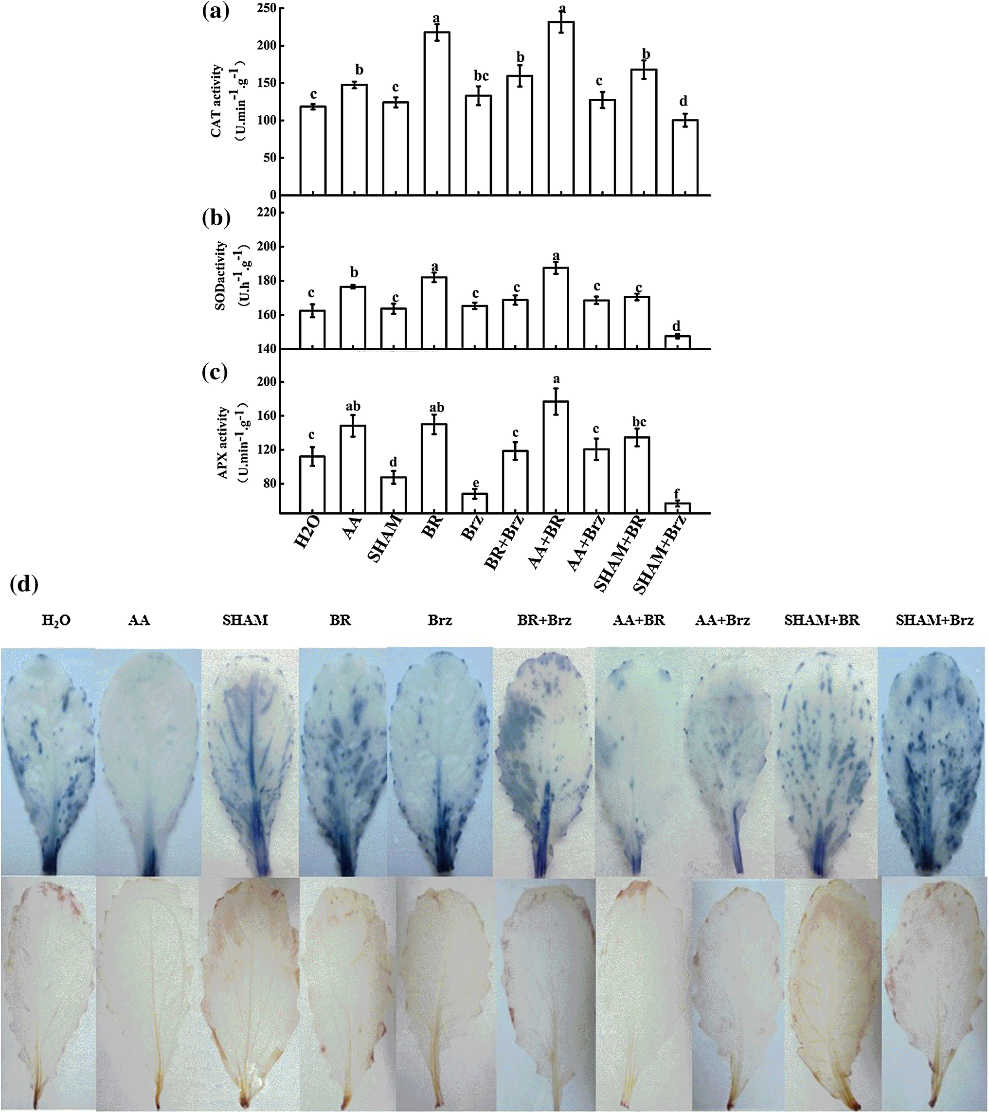 The Alternative Oxidase Pathway Is Involved In The Br