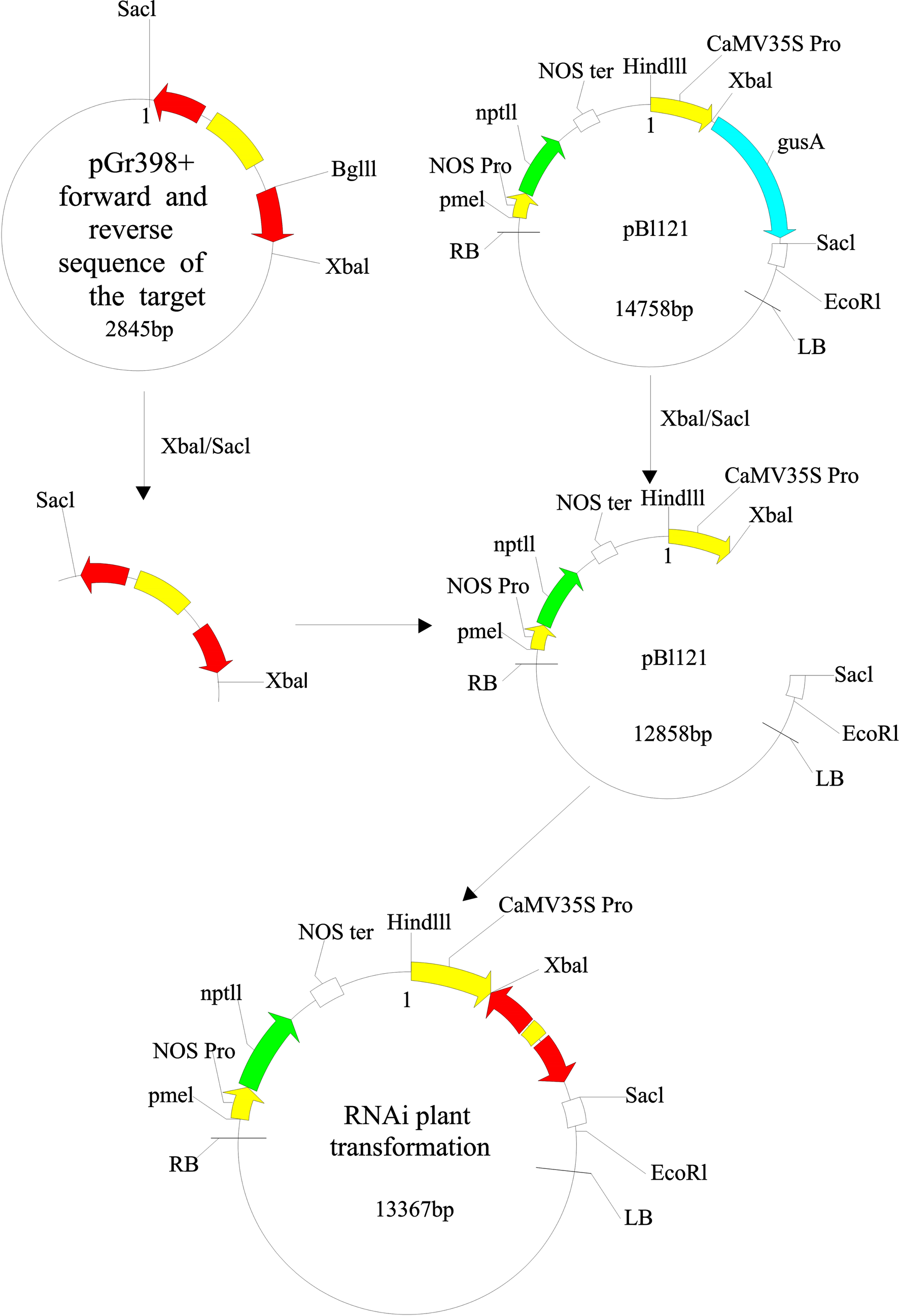 Fermentas Double Digestion Chart