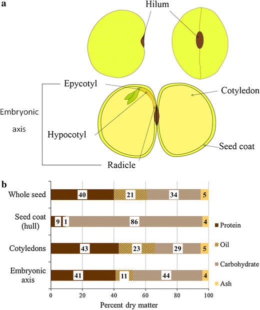 Current Knowledge in Soybean Composition SpringerLink
