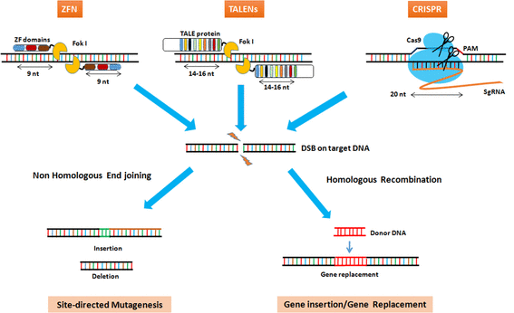 genome editing technologies and their applications in crop genome editing