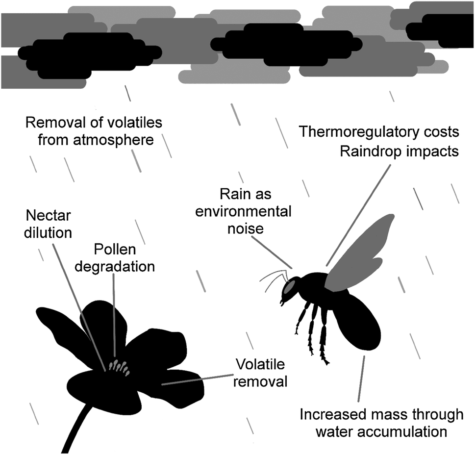 The effects of rainfall on plantpollinator interactions SpringerLink