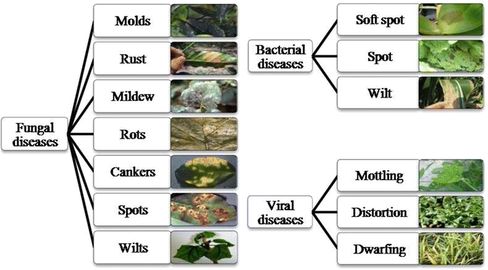 Plants Disease Identification And Clification Through