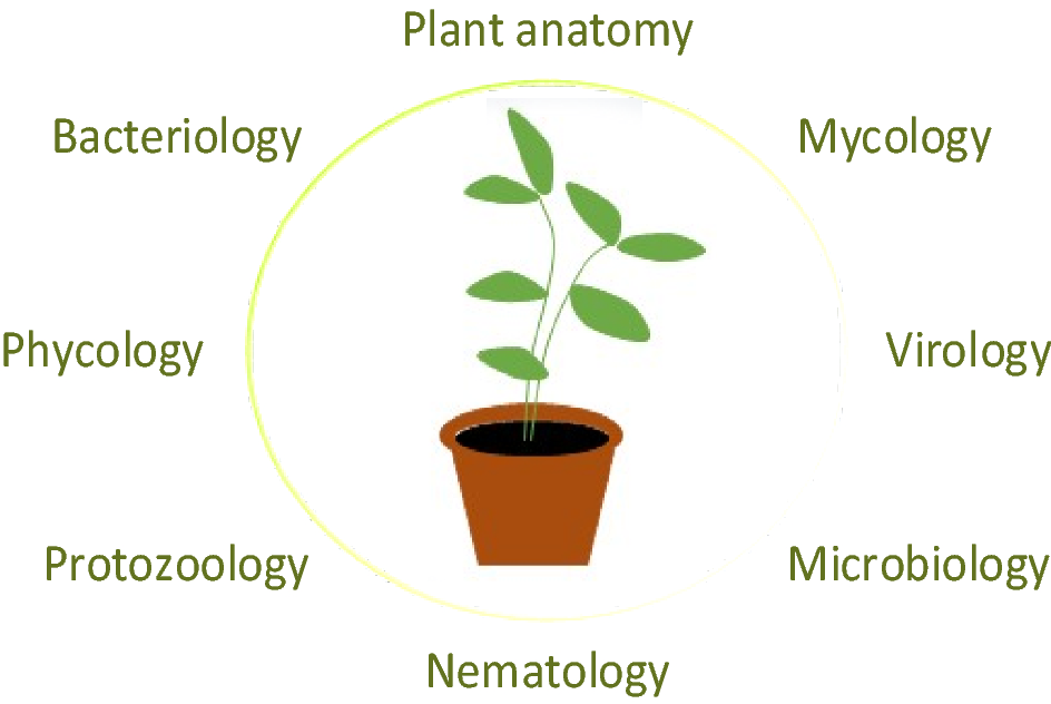 Applications Of Computer Vision In Plant Pathology A Survey - 